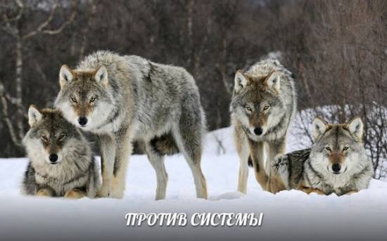 Волки. Стая волков ассистировала женщине в родах