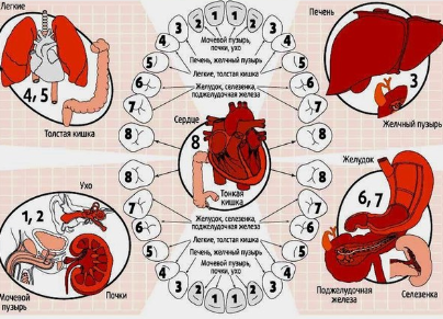 Здоровье. Зубы расскажут о здоровье наших органов.