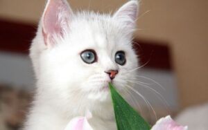 ФИЛЯ