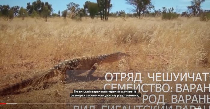 Его боятся Самые ядовитые змеи в мире! Гигантский варан – Свирепый король ящериц!  Видео