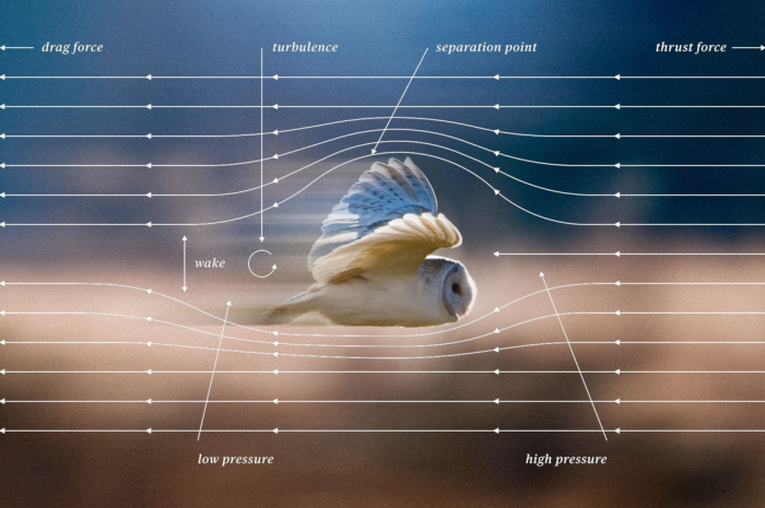 Как полет сов вдохновляет инженеров на создание бесшумных технологий