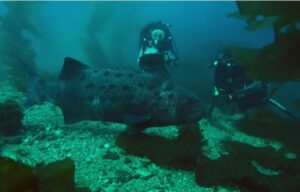 ИССЛЕДОВАТЕЛИ ОКЕАНА НАРВАЛИСЬ НА АКУЛУ В ОКЕАНЕ, КОТОРАЯ ХОЧЕТ ИХ УБИТЬ!  Дыши  Видео