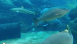 Рыба и ртуть: Как избежать отравления при выборе морепродуктов?  Видео