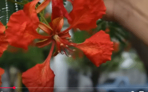 15 самых необычных деревьев, в существование которых сложно поверить