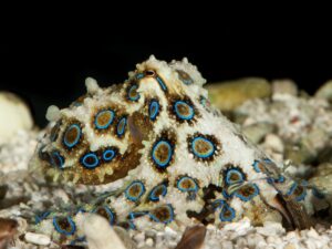 Опасный синекольчатый осьминог