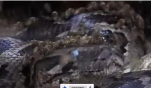 За секунду до… Этот гигантский питон был обречён! Змеи выбрали не того противника!  Видео