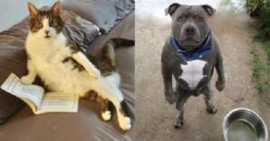 6 милых животных, которые копируют повадки людей