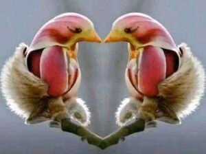 Это цветок или птица?