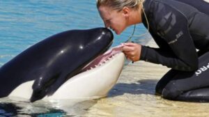 Загадка природы: почему косатки не нападают на людей