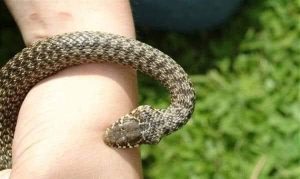 Мудрость жизни: не меняйте своей сущности только потому, что кто-то вас ранил