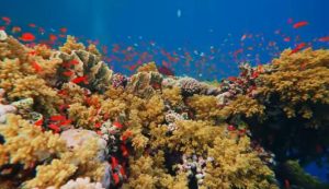 Красное море — самое тёплое и чистое на планете  Видео