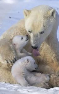 Белый Полярный Медведь — красивое, благородное животное, которое по праву считается живым символом Арктики.