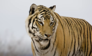 16 Самых Могущественных Кошек Планеты  Видео