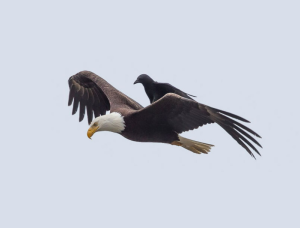 Уникальные фотографии ворона, летящего верхом на орле