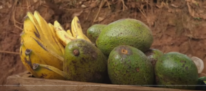 НИКОГДА НЕ ЕШЬ АВОКАДО ТАК – ЭТО МОЖЕТ ПОВРЕДИТЬ ТЕБЕ!  Видео