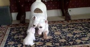 Уровень милоты зашкаливает! Щенок очень смешно злится на свою маму  Видео