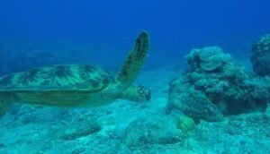 Коралловый риф и цветные рыбки Глубокая релаксация, снятие стресса и медитация  Видео