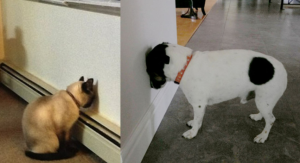 Если вы обнаружите, что ваш домашний любимец делает ЭТО — срочно несите его в ветклинику!