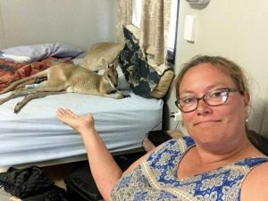 Это Австралия, детка: чтобы как следует выспаться, валлаби залез в кровать на глазах у хозяйки