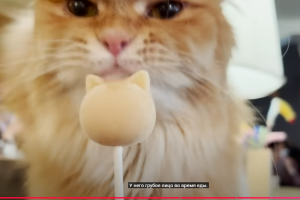 Провести день в кошачьем кафе в Японии | Магазин Mocha  Видео