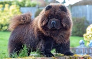 9 своенравных собачьих пород, которые лучше не заводить новичкам в деле воспитания четвероногих