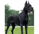 Собака марки дог