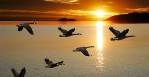 Многие годы люди ломали голову над тем, почему птицы выстраиваются именно клином для перелета.