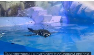 Дубайский аквариум и подводный зоопарк в торговом центре Dubai Mall | Пешеходная экскурсия  Видео