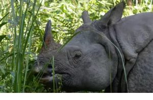 Джунгли Азии 4K: красочные птицы, редкие животные и скрытые водопады  Видео