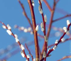 Весенний рассказ для поднятия настроения