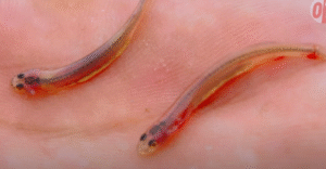 Это Нужно УВИДЕТЬ! Самое Опасное ЖИВОТНОЕ Амазонки  Видео