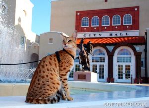 Кошки стоящие целое состояние