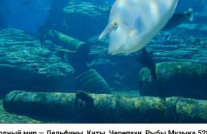 Подводный мир — Дельфины, Киты, Черепахи, Рыбы  Видео