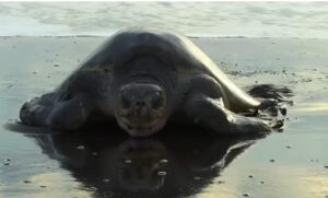 Великий Тихий океан. 1 и 2 серии (Таинственный / Жестокий)  Видео