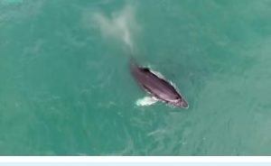 Тайны океанов или Земля до человека  Видео