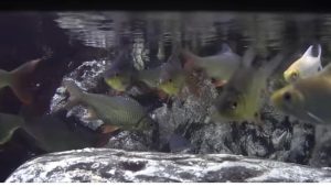 100 Самых Безумных Находок в Амазонке  Видео