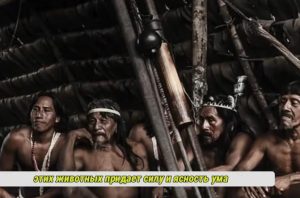 Сексуальная свобода и купальники из листьев.  /От редакции/ Видео