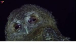 Дикие крылья Швейцарии – 25 редких видов птиц, в существование которых в Альпах сложно поверить  Видео