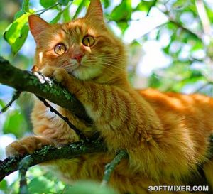 Рыжий кот — примета счастья