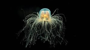 Медуза Turritopsis nutricula – единственное на Земле бессмертное существо