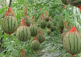 Арбузные деревья существуют? Это не сон?