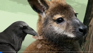 Вот Почему Мир Должен Бояться Ворон  Видео