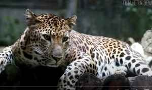 Леопард: Сухопутная "акула" | Интересные факты про леопардов  Видео