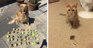 20 четверолапых добытчиков, которые снабжают исправно своих хозяев разным «добром», которое найдут на улице