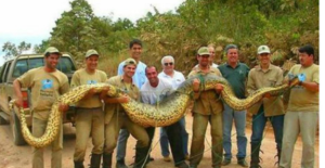 Пост восторга и восхищения самой большой змеей — анакондой