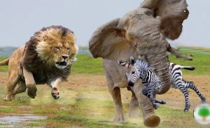 «Лапа помощи» — как животные спасают друг друга. Несколько случаем заснятых на камеру