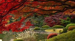 Момидзи: шестое время года в Японии