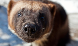 Росомаха — маленький медведь