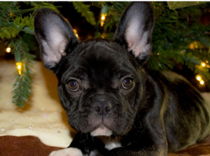 Шалахмонес  By Галина Короткова