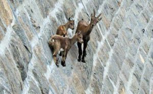 Горные козлы не знают, что такое законам притяжения и гравитация